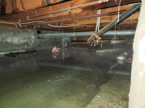Best Flood damage cleanup  in Addison, IL